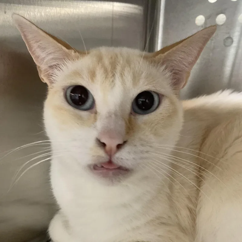 Rowan Santi Meowgo thumbnail 2