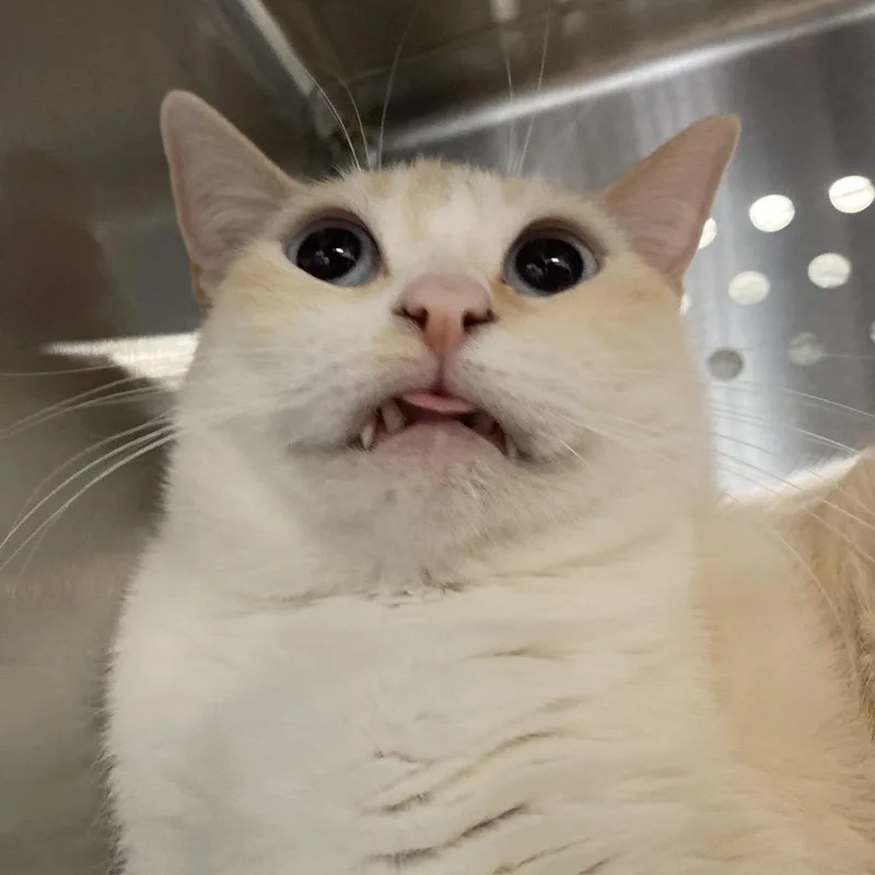 Rowan Santi Meowgo thumbnail 3