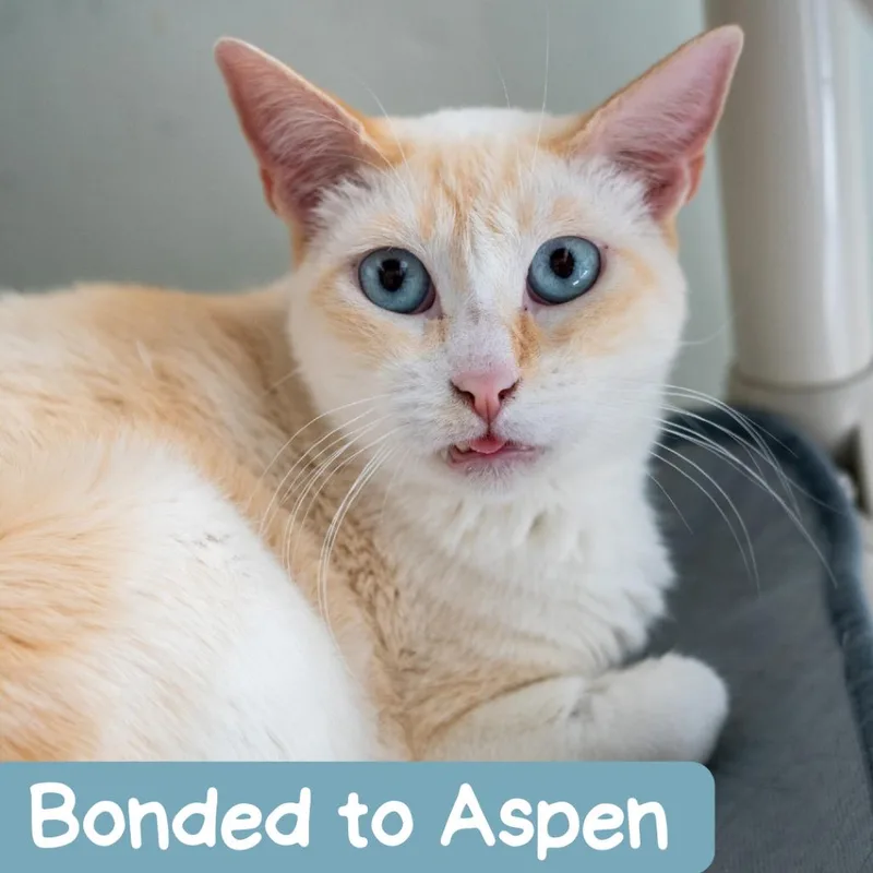 Rowan Santi Meowgo thumbnail 4