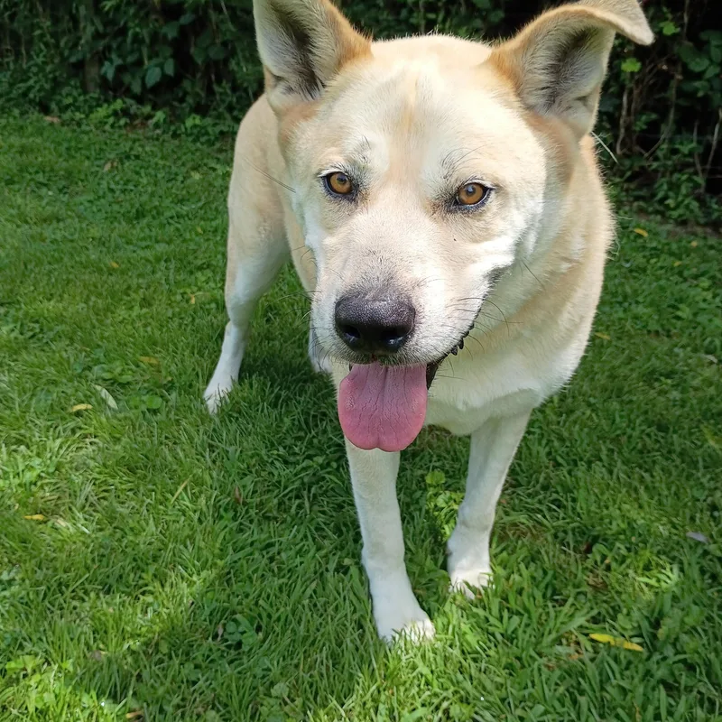 An adult large-sized male Yellow / Tan / Blond / Fawn Husky dog named Dante for adoption in Maynardville, TN