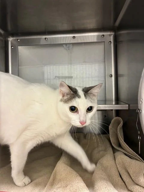 A young small-sized female Domestic Short Hair cat named Zoey for adoption in Chula Vista, CA