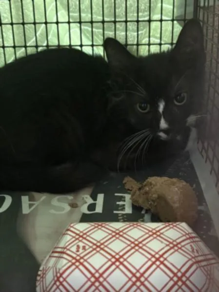 A baby small-sized male American Shorthair cat named Lilo for adoption in Chatsworth, CA