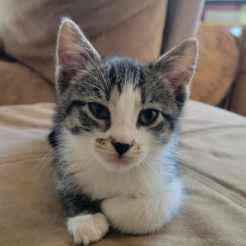 A baby small-sized female Black Domestic Short Hair cat named Wendy Birgen for adoption in Morrison, CO