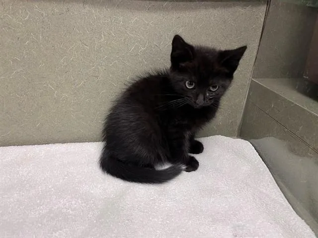 A baby small-sized male Domestic Short Hair cat named A for adoption in Moreno Valley, CA