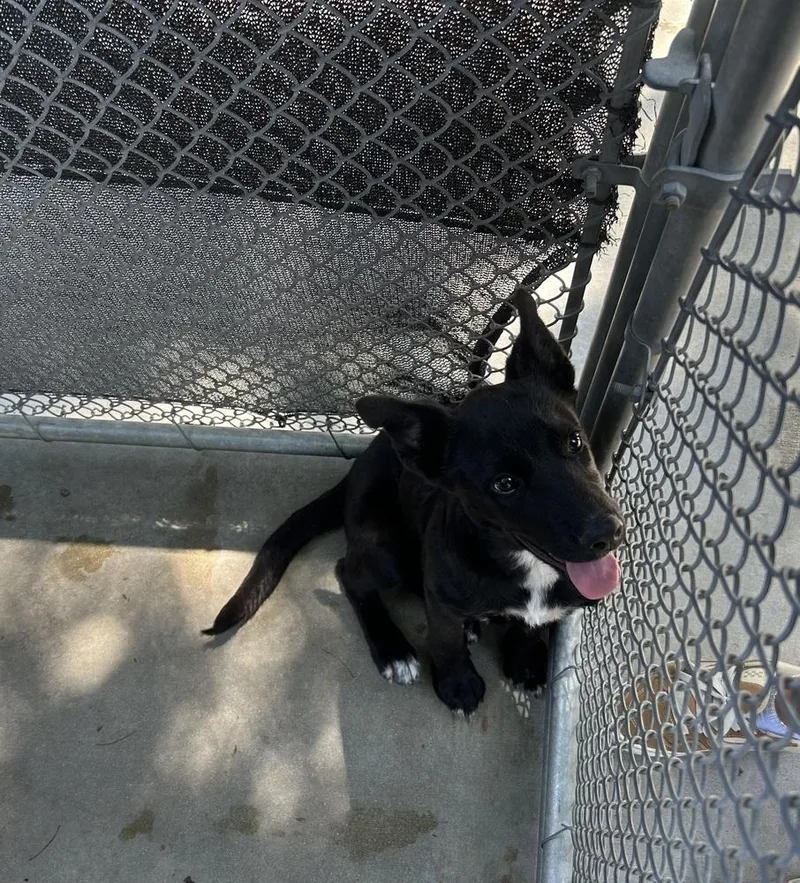 A baby medium-sized female Tricolor (Brown, Black, & White) Belgian Shepherd / Malinois dog named Lullah for adoption in Ontario, CA