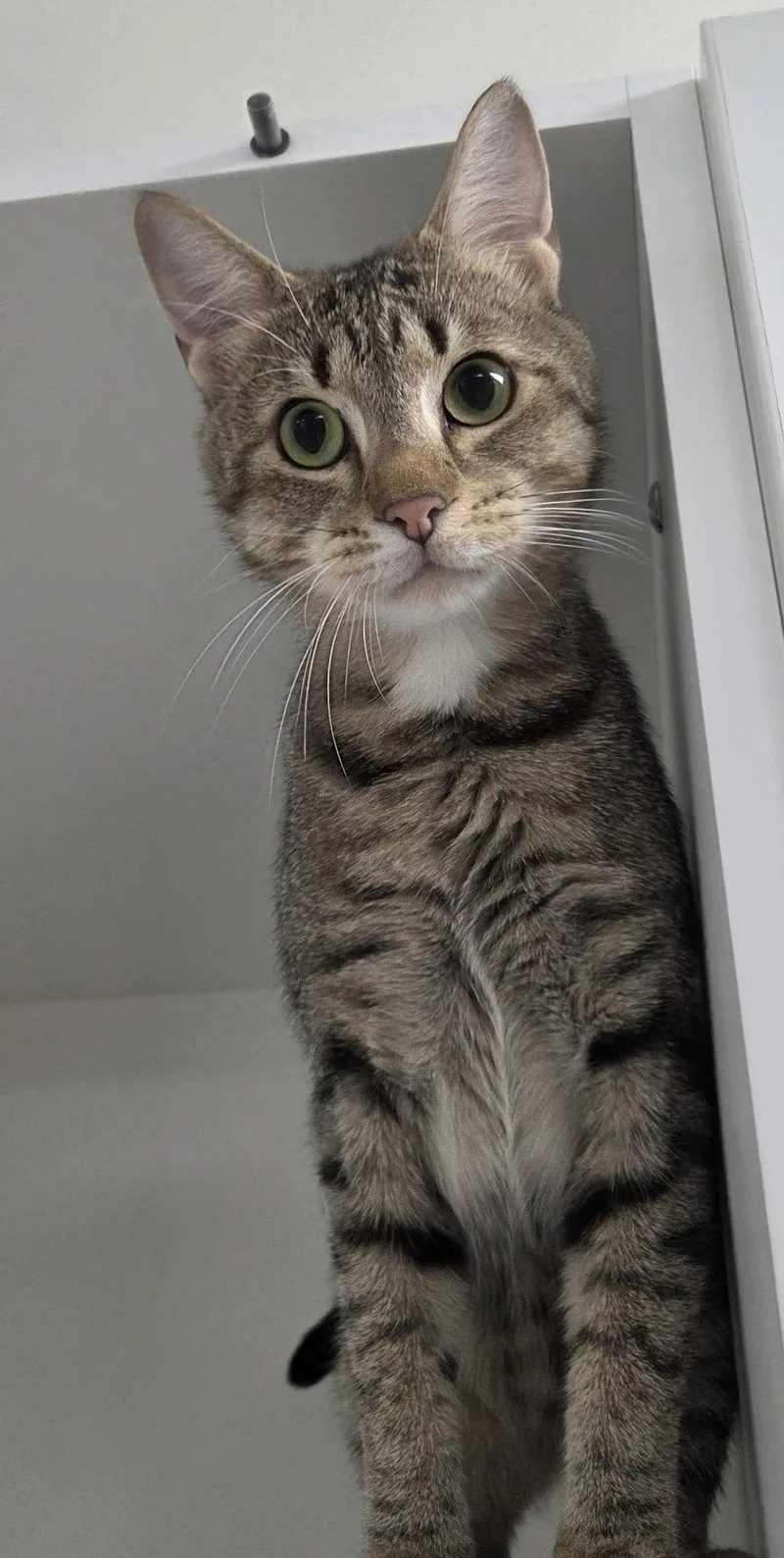 An adult medium-sized male Domestic Short Hair cat named Lestat for adoption in Satellite Beach, FL