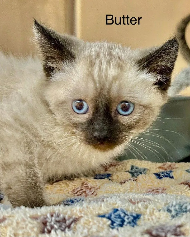A baby small-sized female Domestic Short Hair cat named Butter for adoption in Saint George, UT
