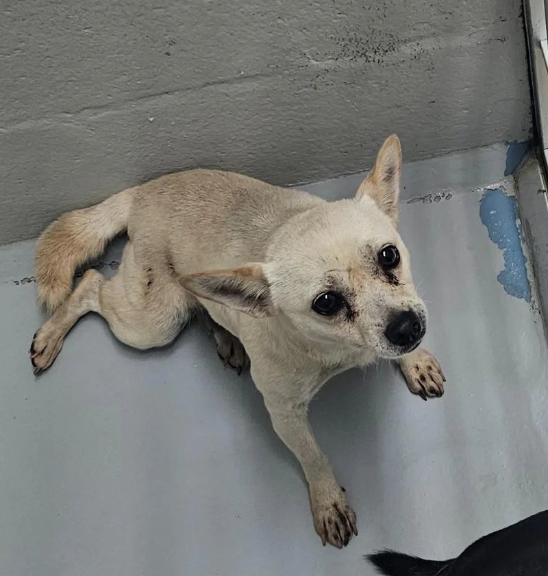 An adult medium-sized female Chihuahua dog named Brittany for adoption in Mocksville, NC