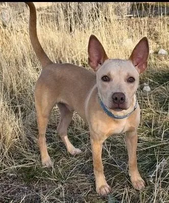 A baby medium-sized male Labrador Retriever dog named Eda for adoption in Draper, UT