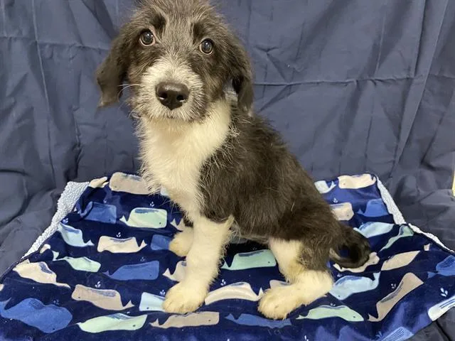 A baby small-sized male Border Collie dog named A for adoption in Modesto, CA