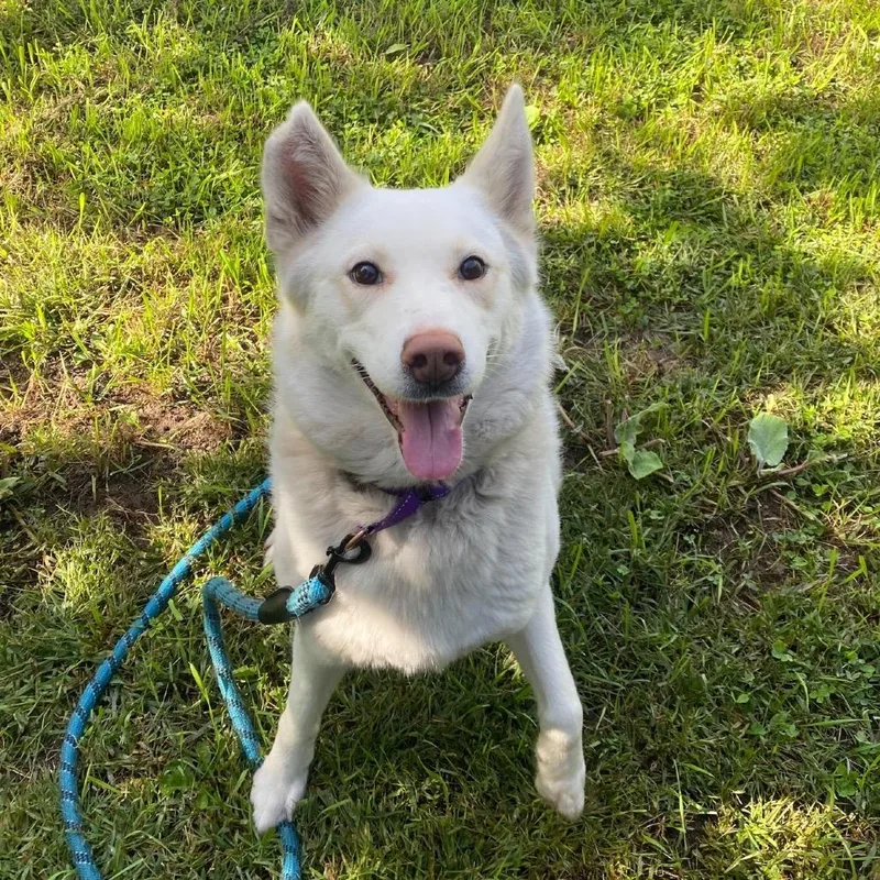 An adult medium-sized female Mixed Breed dog named Sky for adoption in Oshkosh, WI