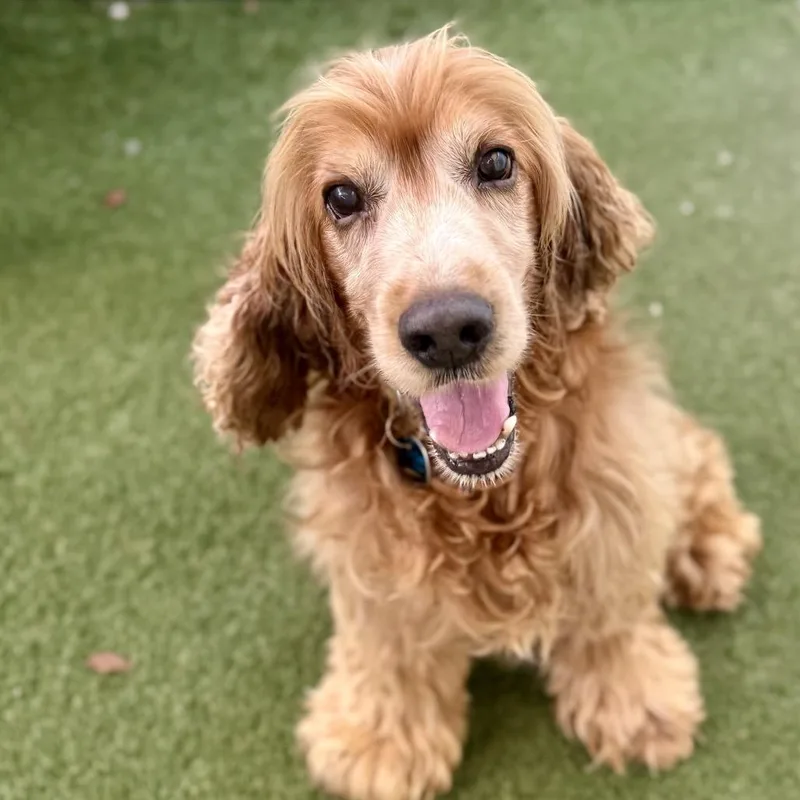A senior medium-sized male Red / Chestnut / Orange Cocker Spaniel dog named Maloney for adoption in Fort Lauderdale, FL