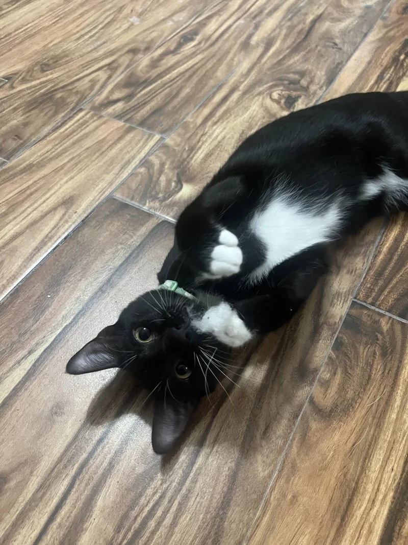 A young medium-sized male Domestic Short Hair cat named Fozzie Bear for adoption in Camden, SC