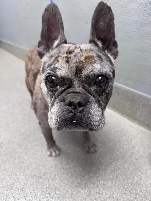 An adult medium-sized male French Bulldog dog named Hollywood for adoption in Las Vegas, NV