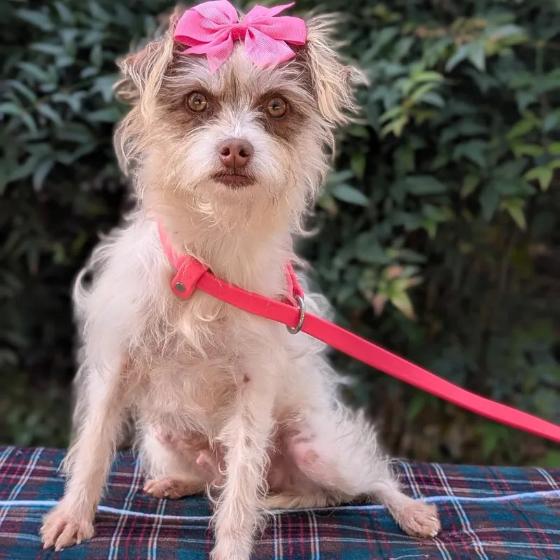 An adult small-sized female White / Cream Maltese dog named Tiffy for adoption in Tyrone, GA