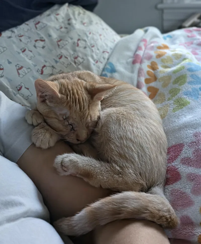 A baby medium-sized male Orange / Red Domestic Short Hair cat named Russell for adoption in Manchester, MD