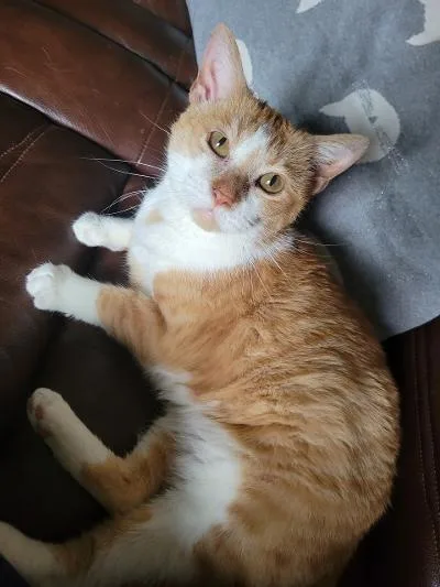 A young medium-sized female Orange & White Domestic Short Hair cat named Colbie for adoption in Mokena, IL