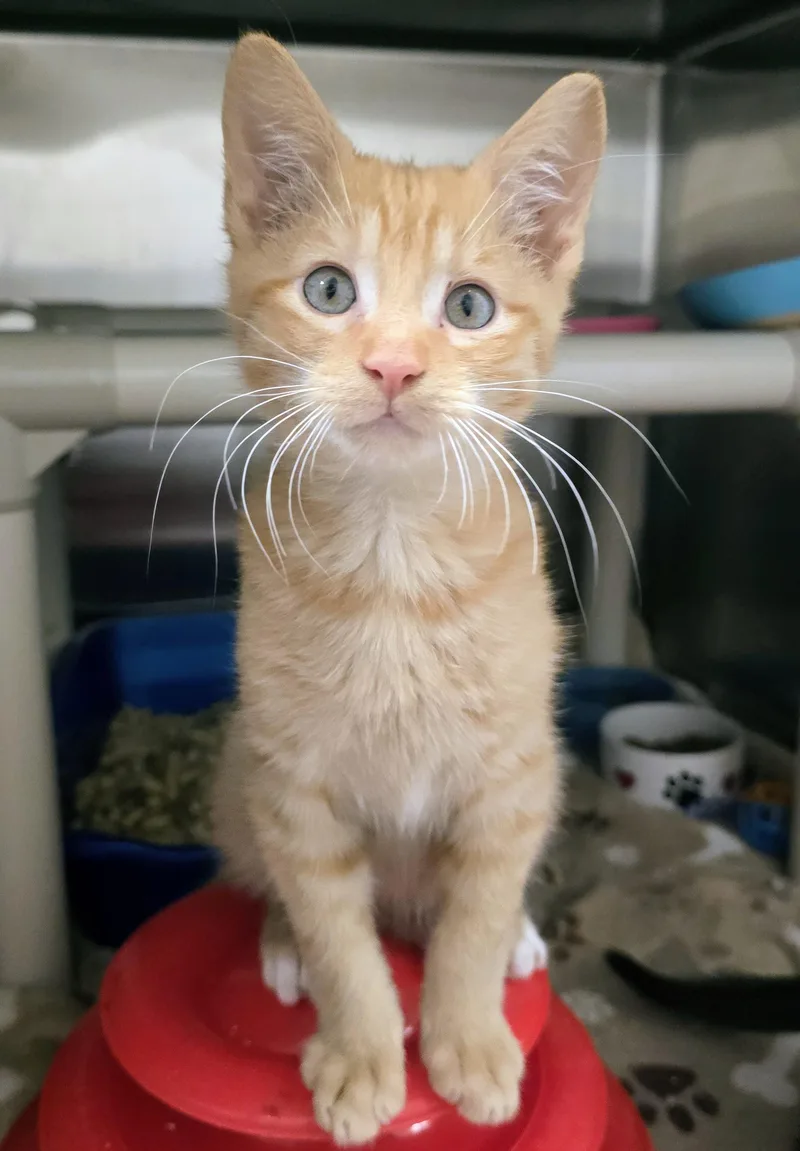 A baby large-sized male Tabby (Orange / Red) Domestic Short Hair cat named Levi for adoption in Amityville, NY