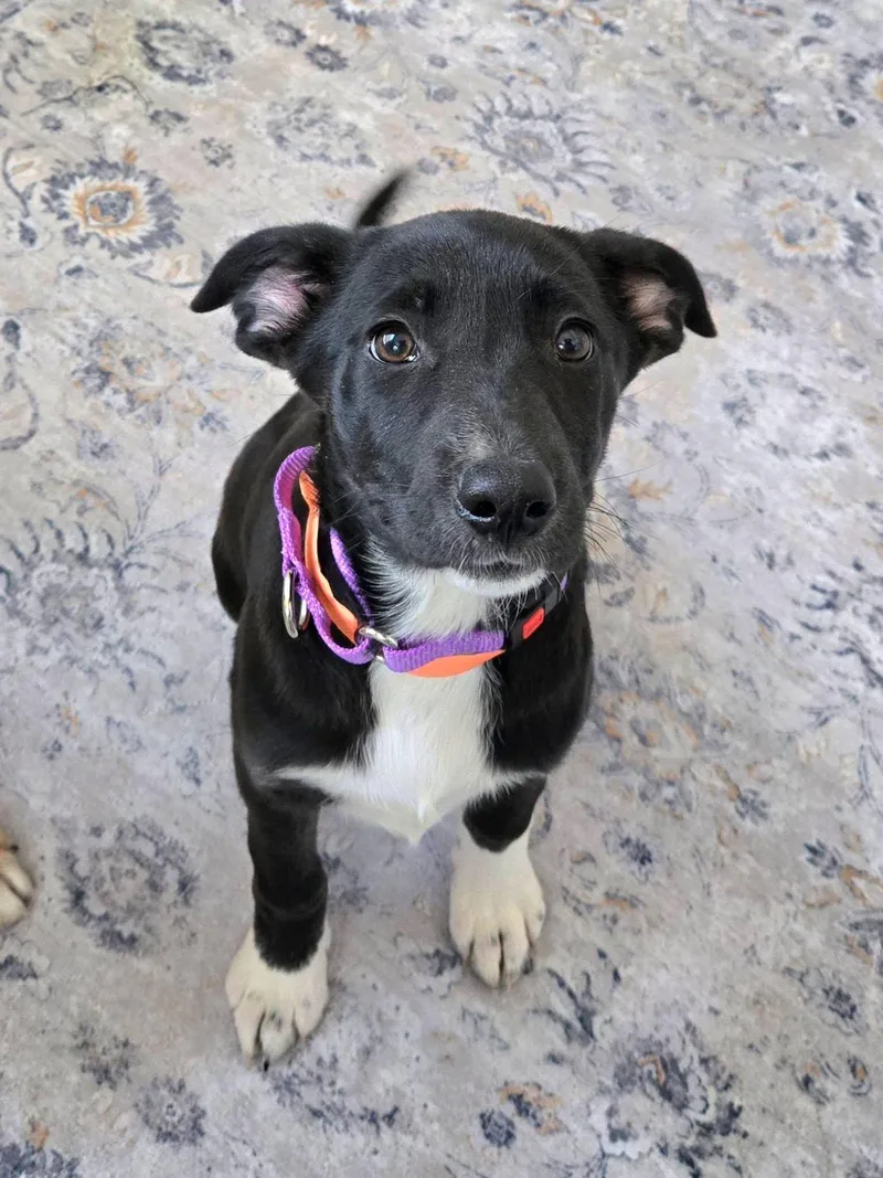 Jelly Bean thumbnail 2