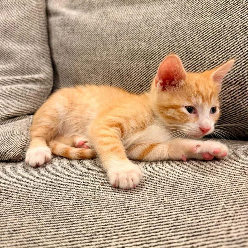 A baby small-sized male Orange / Red Domestic Medium Hair cat named Guava for adoption in Austin, TX