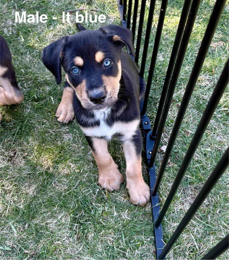 A baby large-sized male Rottweiler dog named Kefir for adoption in New Baltimore, MI