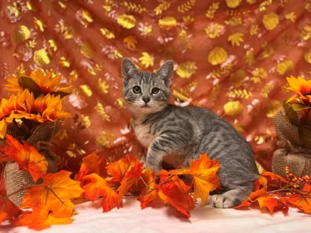 A baby small-sized female Domestic Short Hair cat named Missy for adoption in Fairfield, CA