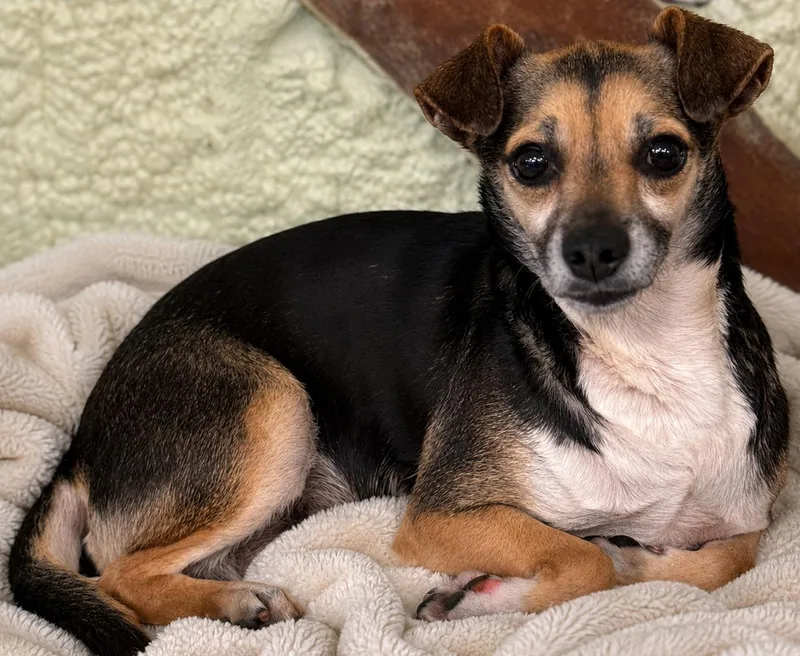An adult small-sized female Chihuahua dog named Rio for adoption in Boca Raton, FL
