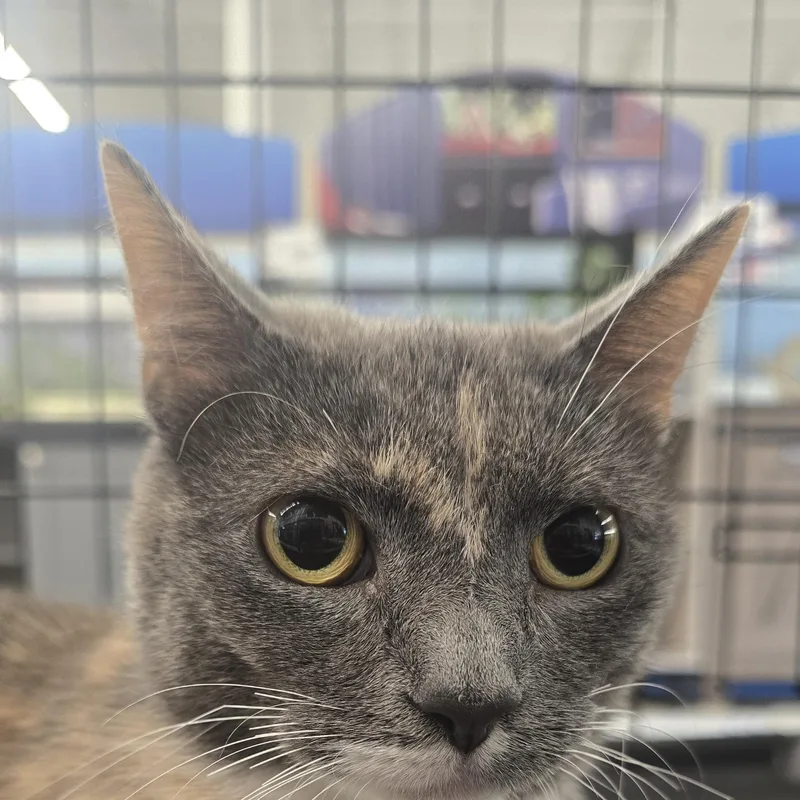 An adult medium-sized female Domestic Short Hair cat named Bliss for adoption in East Canton, OH