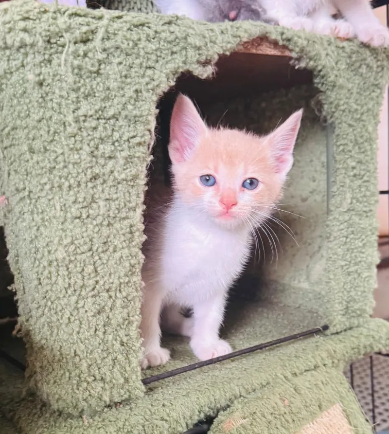 A baby small-sized male Domestic Short Hair cat named Alfie for adoption in Claremore, OK