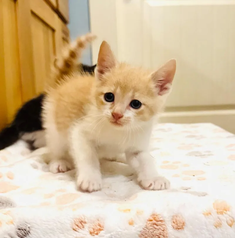 Alfie thumbnail 2