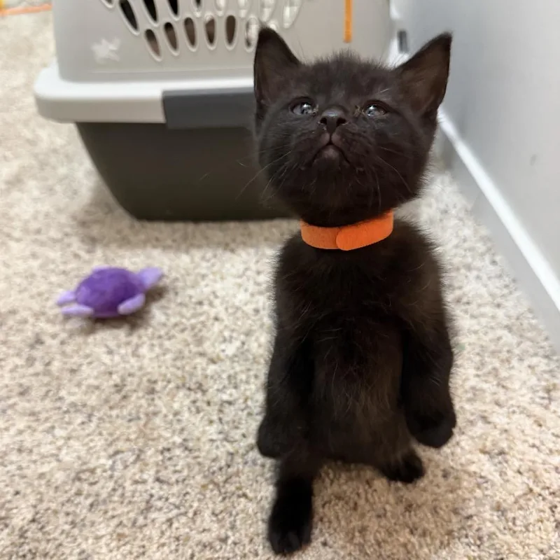 A baby small-sized male Black Domestic Short Hair cat named Mango for adoption in Washington, DC