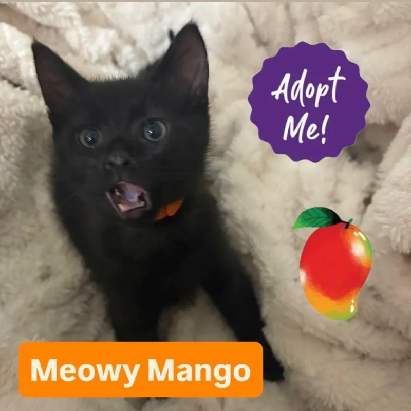 Mango thumbnail 2