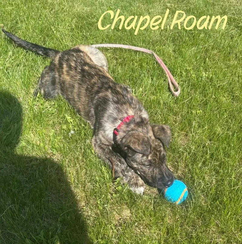 A young medium-sized female Brindle Dutch Shepherd dog named Chapel Roam for adoption in Elburn, IL