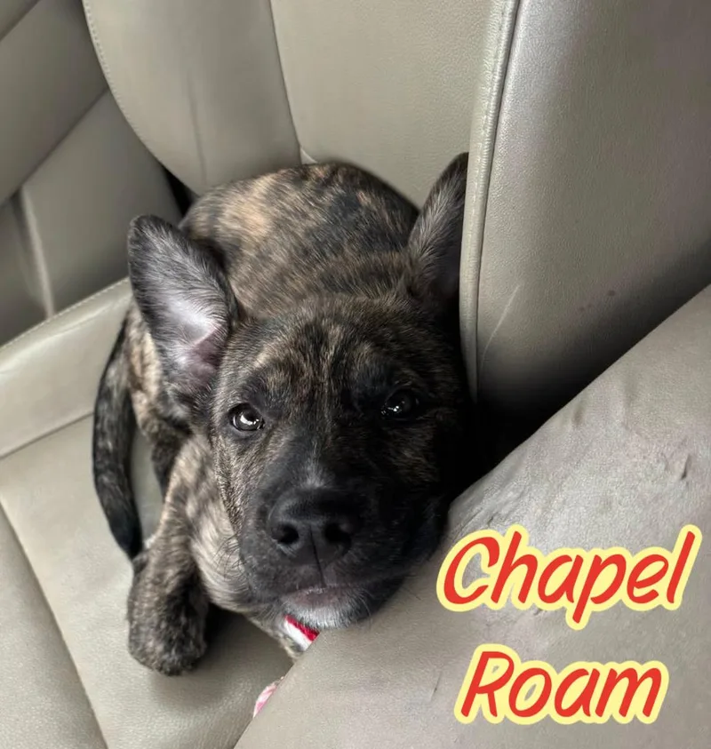 Chapel Roam thumbnail 5