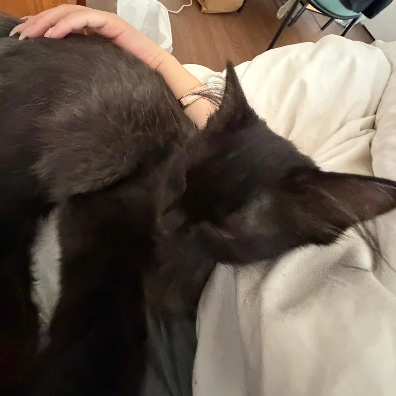 A baby small-sized male Domestic Long Hair cat named Cobweb for adoption in Evanston, IL