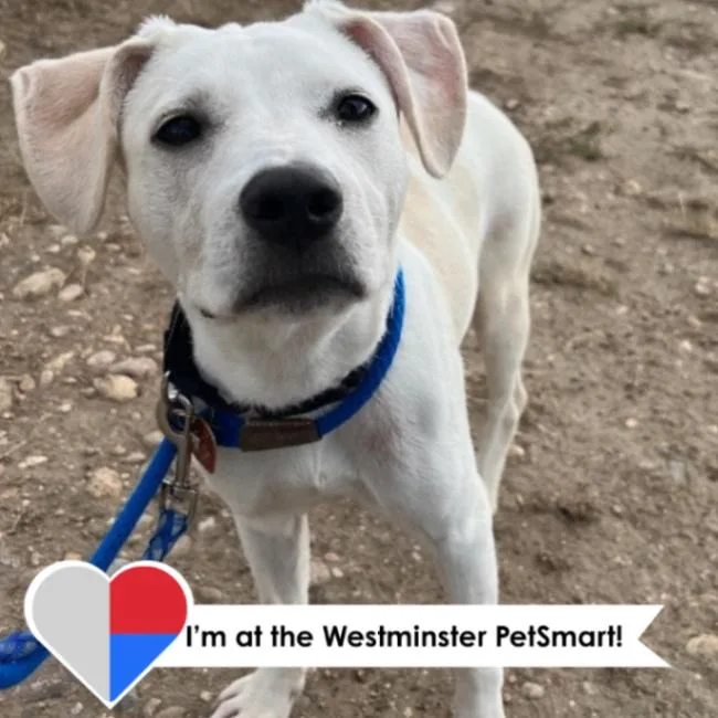 A baby medium-sized female Yellow / Tan / Blond / Fawn Mixed Breed dog named Bertolli for adoption in Fort Collins, CO