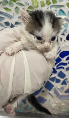 A baby small-sized male Domestic Short Hair cat named Yam for adoption in Pensacola, FL
