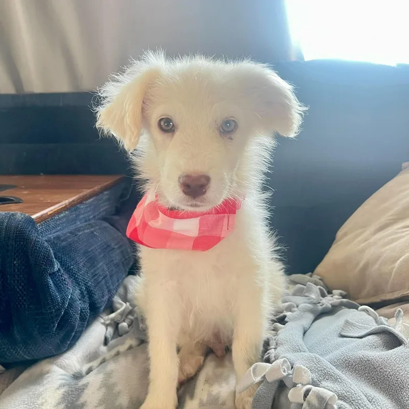 A baby medium-sized male White / Cream Great Pyrenees dog named Gidget for adoption in Dysart, IA