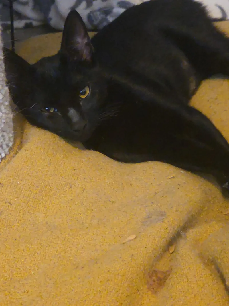 A baby medium-sized female Black Bombay cat named Jasmine for adoption in Mission Hills, CA