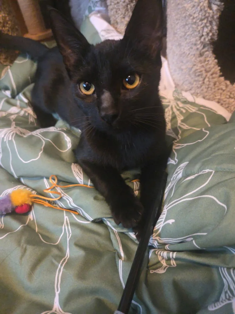 Jasmine thumbnail 6