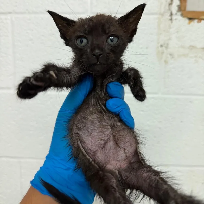 A baby small-sized female Black Domestic Short Hair cat named Ophelia for adoption in Edinburg, TX