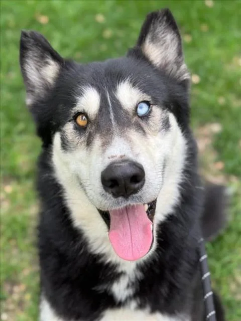 An adult large-sized male Siberian Husky dog named Knox for adoption in Woodland, CA