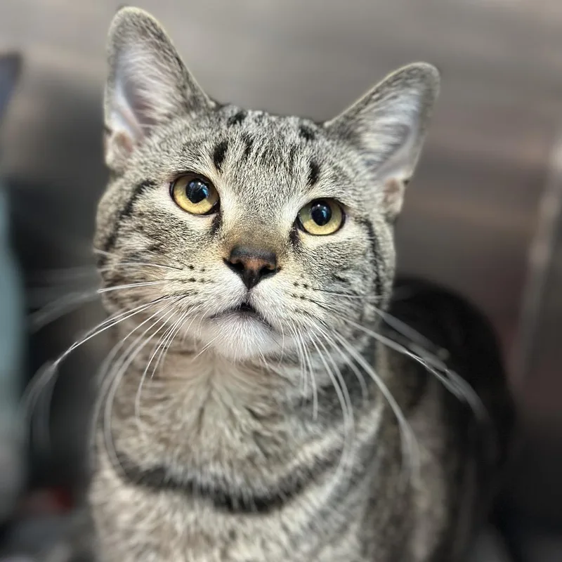 An adult large-sized male Brown / Chocolate Domestic Short Hair cat named Locki for adoption in Matteson, IL