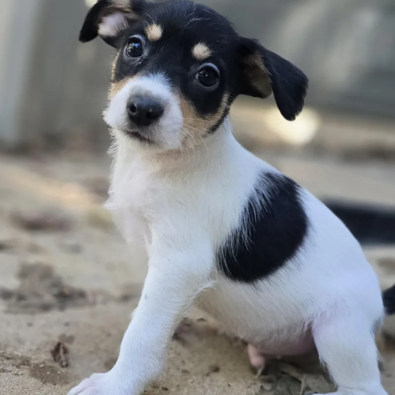 A baby small-sized male Tricolor (Brown, Black, & White) Yorkshire Terrier dog named Rascal for adoption in Athens, AL