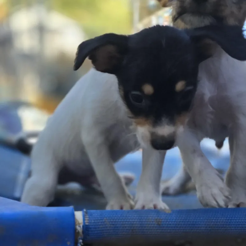 Rascal thumbnail 3