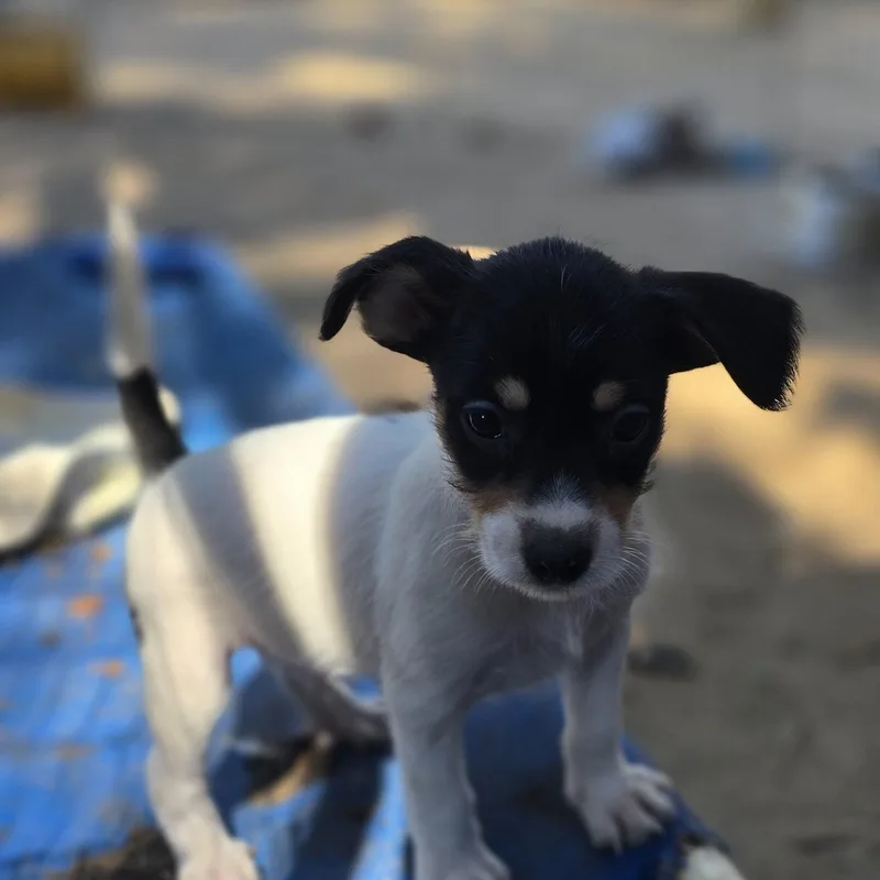 Rascal thumbnail 5
