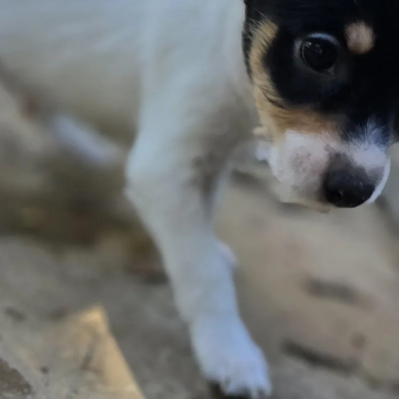 Rascal thumbnail 6