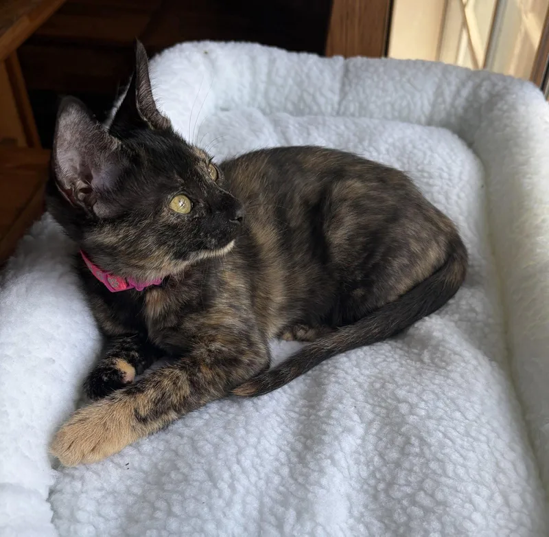 A baby medium-sized female Domestic Short Hair cat named Sky for adoption in Frisco, TX
