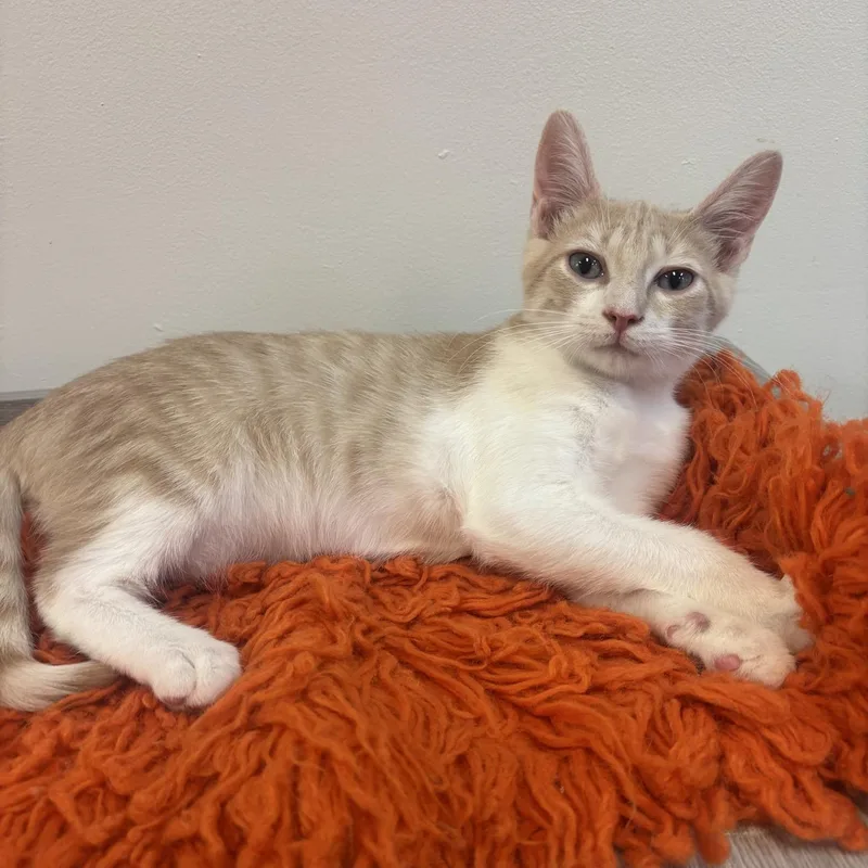 A baby medium-sized male Orange & White Domestic Short Hair cat named Brian at Fat Cat for adoption in Tallahassee, FL
