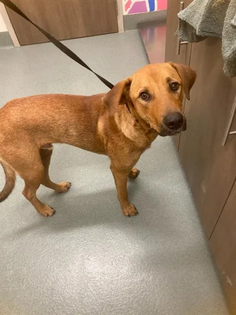 A young medium-sized male Labrador Retriever dog named Luck for adoption in Baytown, TX
